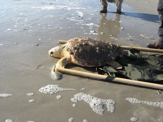 Crews from Brunswick Nuclear Plant escort captured turtle to Caswell Beach and safetly release it back to the ocean