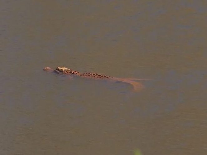 An orange alligator swims in a pond in Hanahan