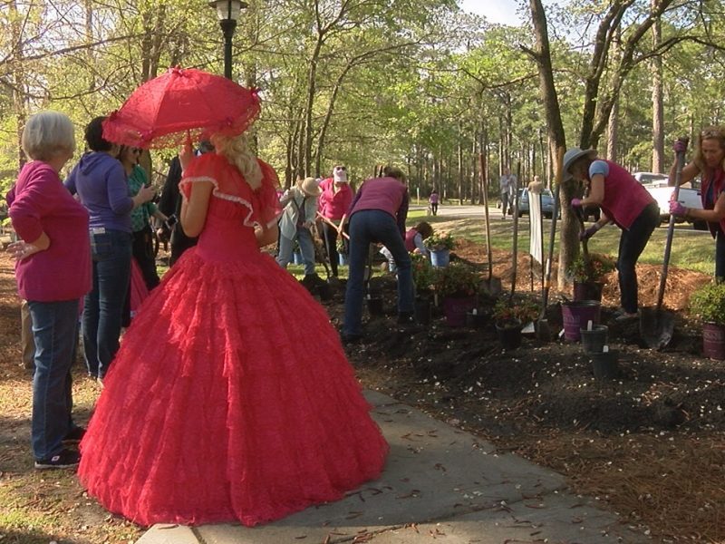 Volunteers planting azaleas at Hugh MacRae Park for Plant an Azalea Week.