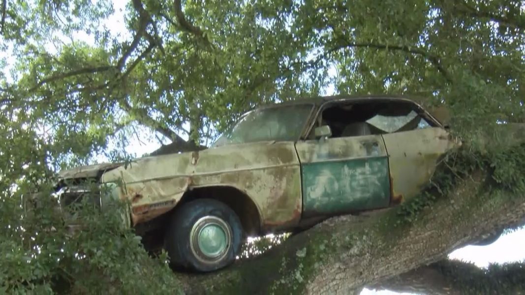What Did We Miss? Car has been stuck in tree for over 3 decades - WWAYTV3