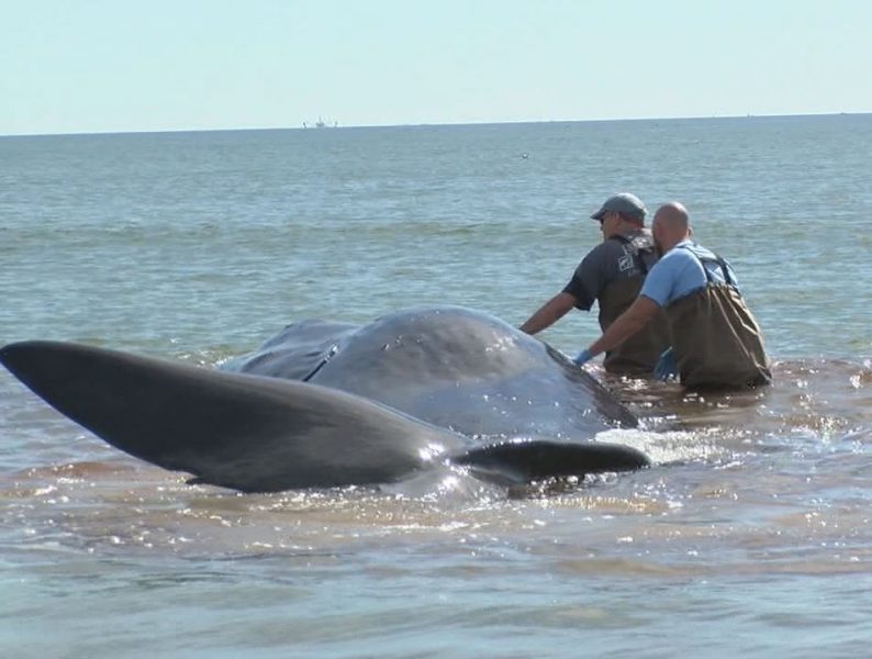 A sperm whale beached along Oak Island's shoreline on Nov. 2