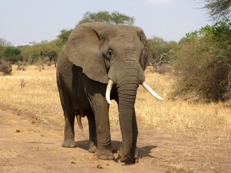 African elephant (Photo: Pixabay)
