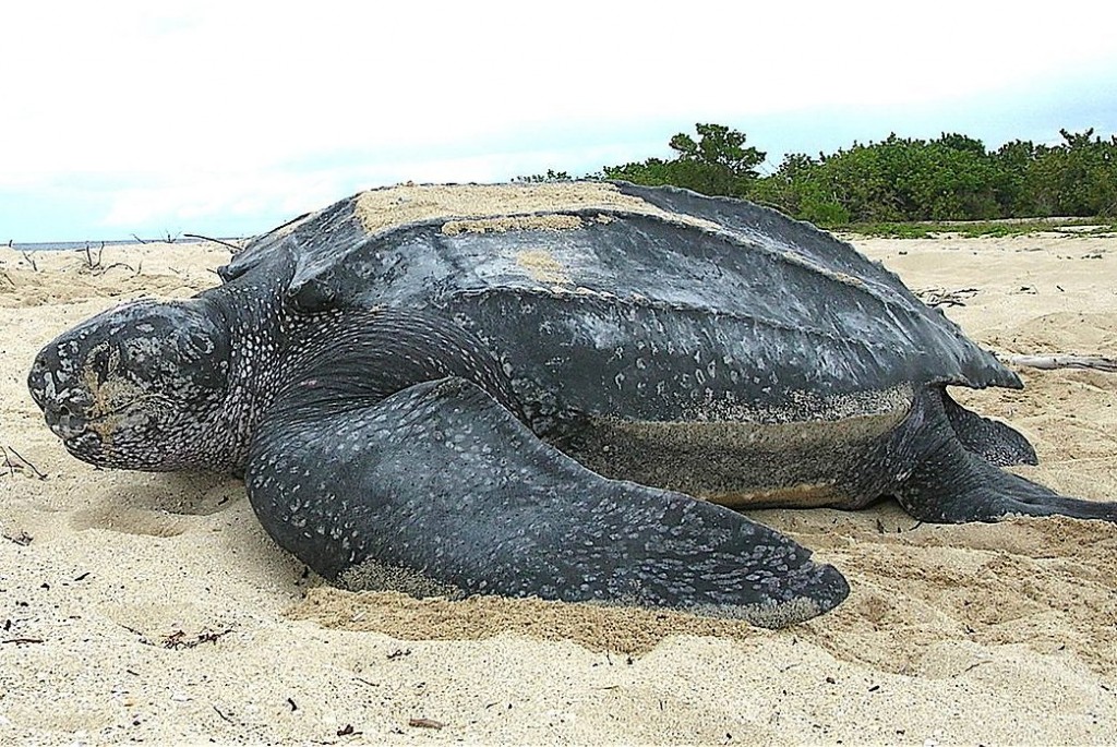 Leatherback sea turtle