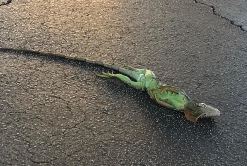 A cold-stunned iguana lays on a road in Palm Beach County