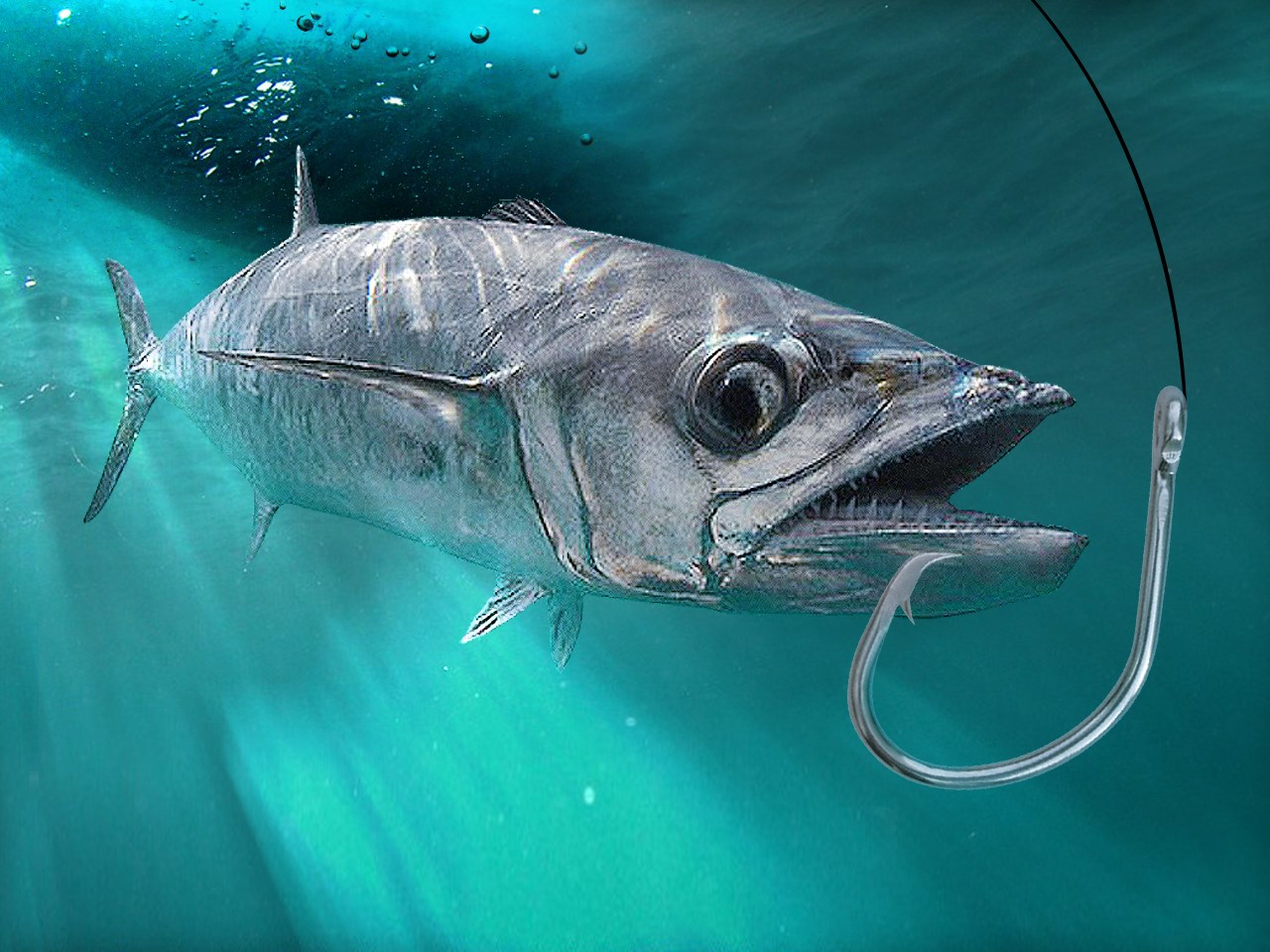 Atlantic mackerel fishery will be restricted rest of year WWAYTV3