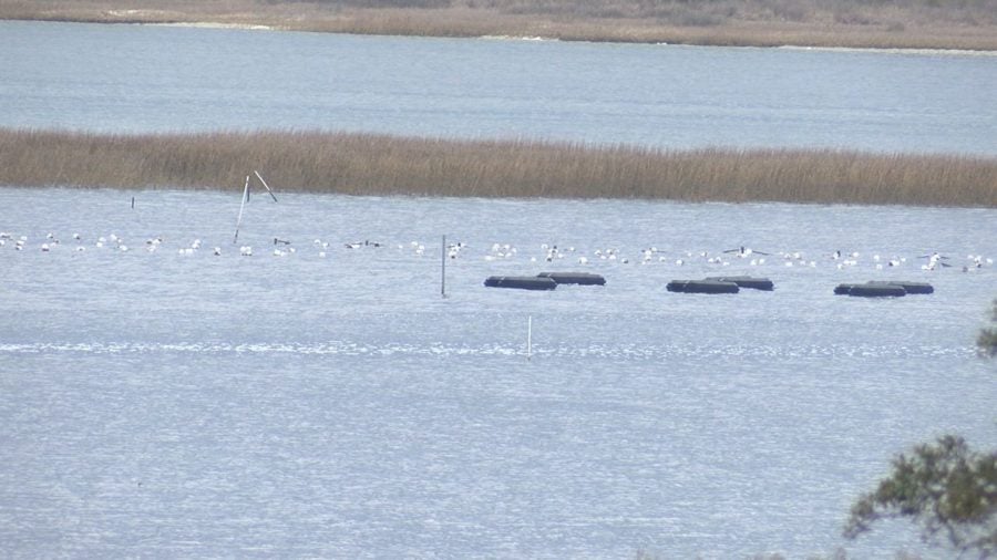 Behind some neighbors homes are areas where farmers collect oysters and other shellfish.