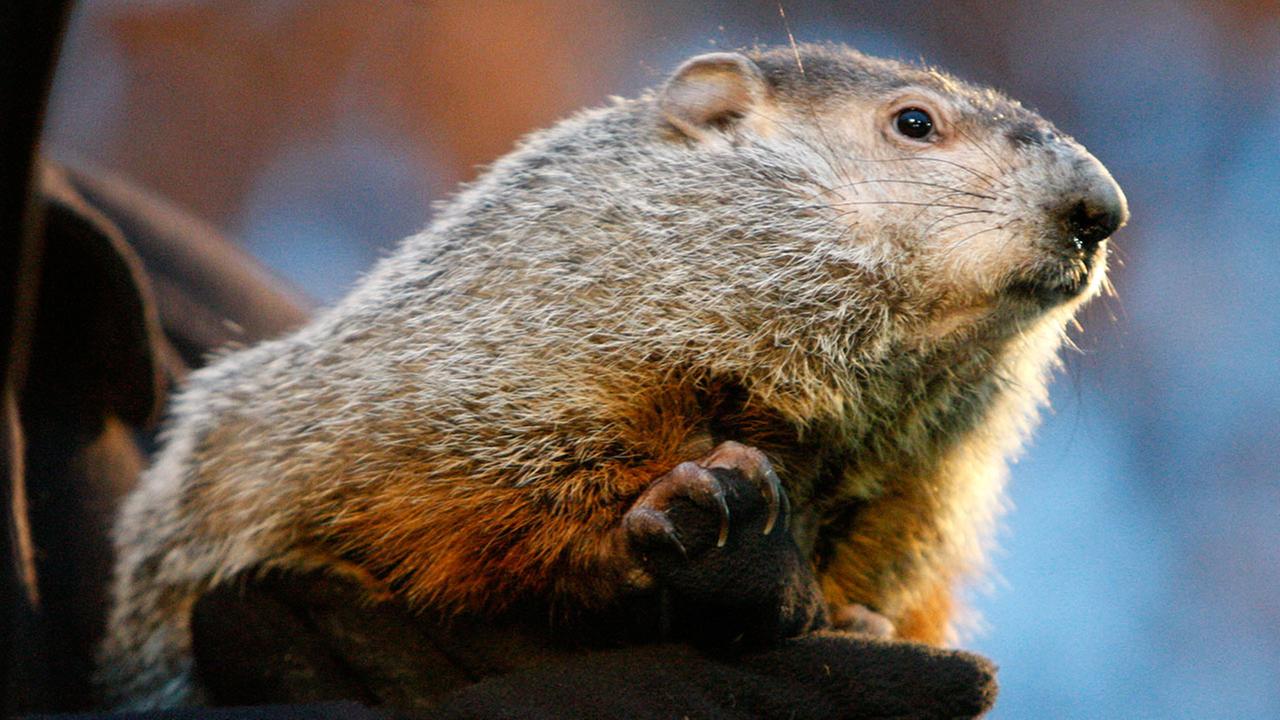 North Carolina groundhogs offer differing forecasts - WWAYTV3