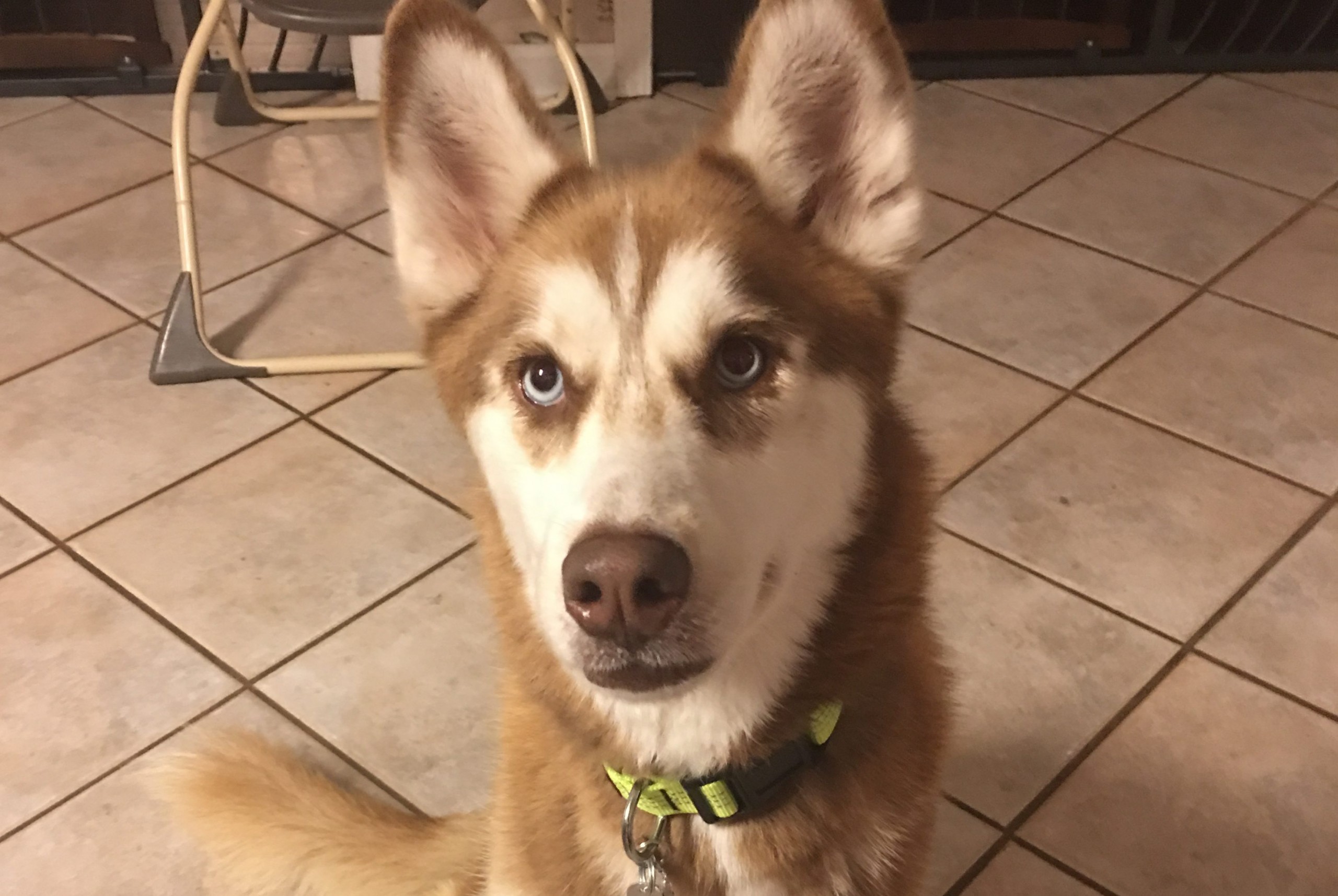 BCSO: Off-duty deputy kills dog after safety concerns by neighbors ...