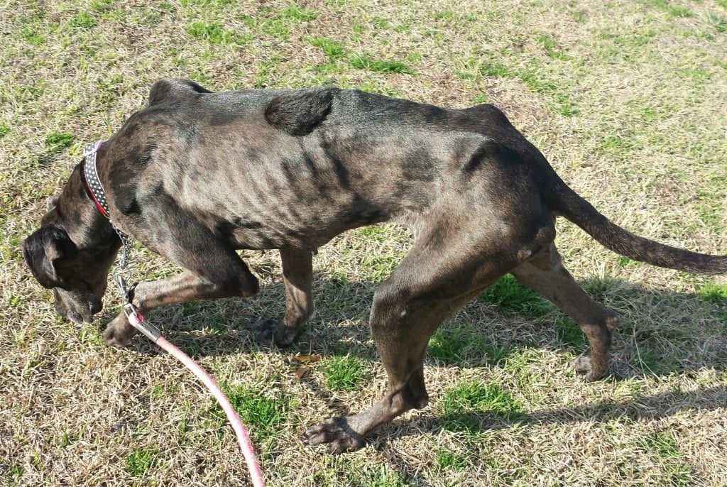 Inspectors found this Great Dane in poor health during a visit to the Sampson County Animal Shelter in March 2018. (Photo: NC Department of Agriculture & Consumer Services)