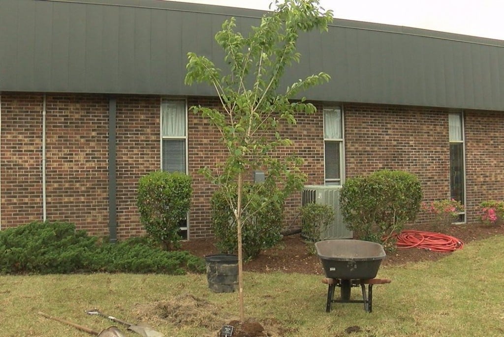 The tree was donated to the school by the Cape Fear Garden Club.