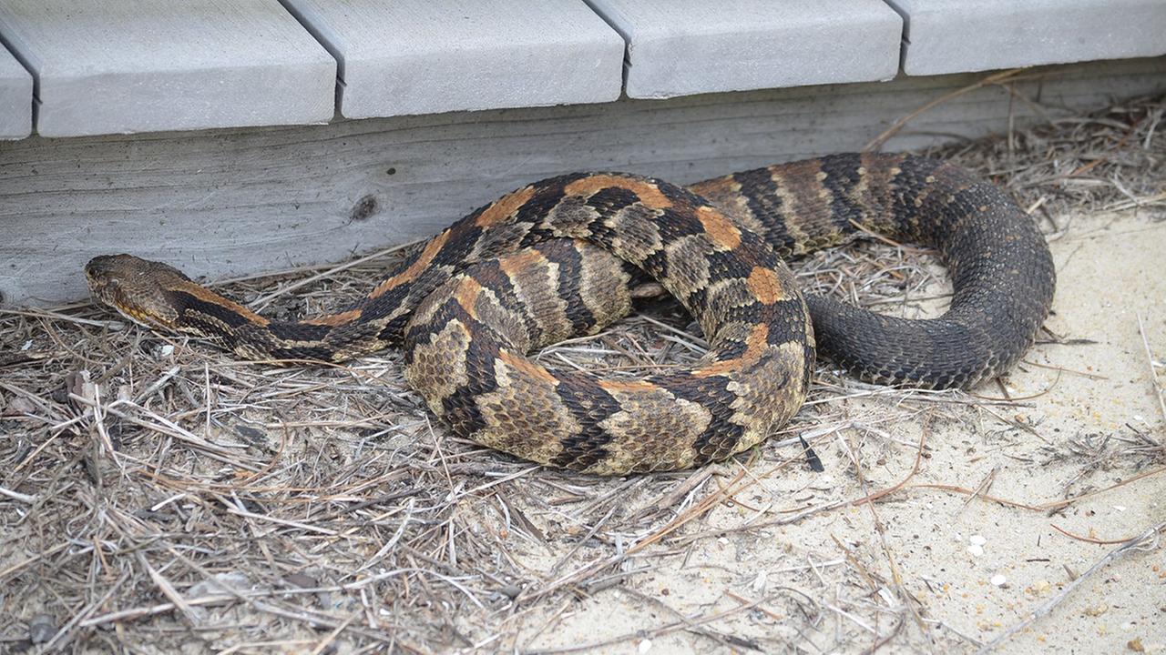 Snake sightings common in North Carolina as the weather warms - WWAYTV3