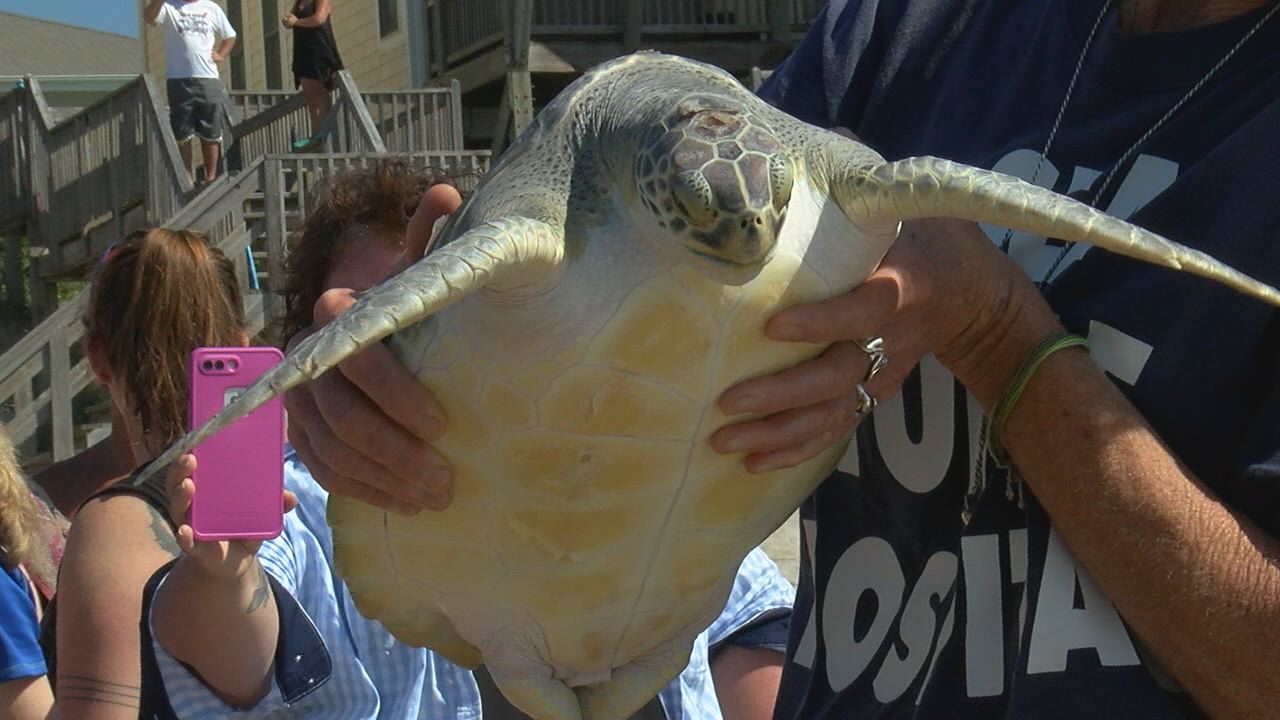 Sea Turtles Released In Honor Of D-day Anniversary - Wwaytv3