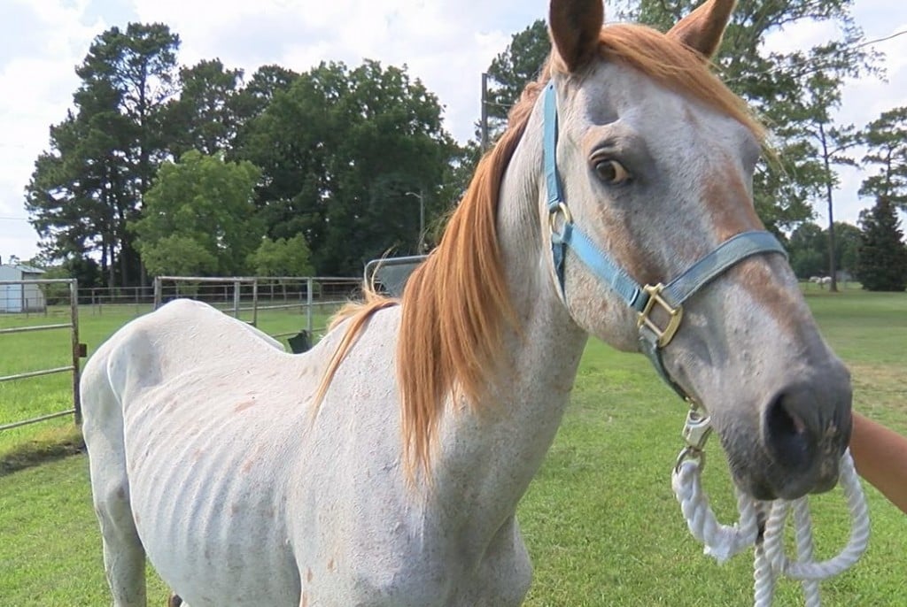 Eagle is one of the horses up for adoption and has received a lot of care while at the rescue.