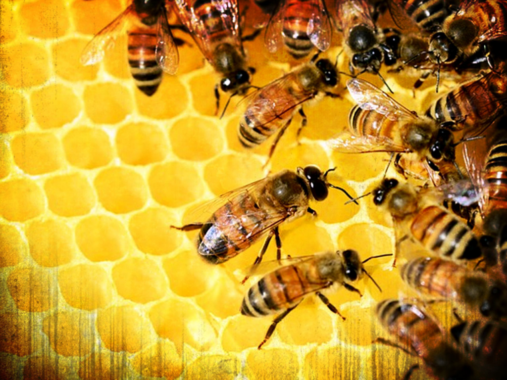 Beekeepers turn to anti-theft technology as hive thefts rise