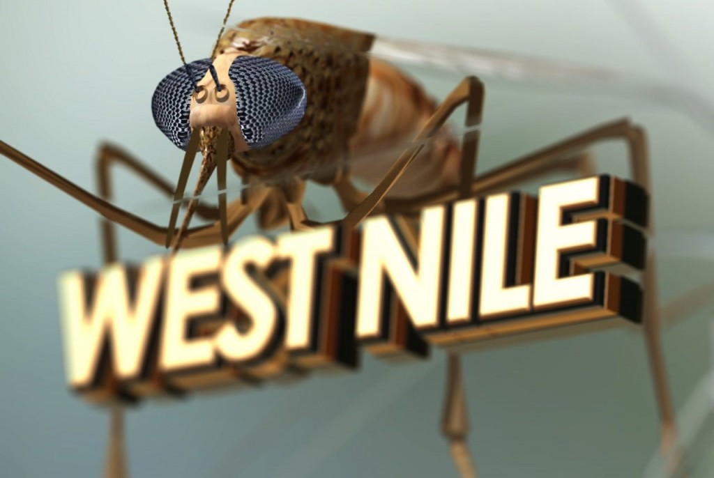 Local mosquitoes have West Nile virus: some tips on how to protect ...