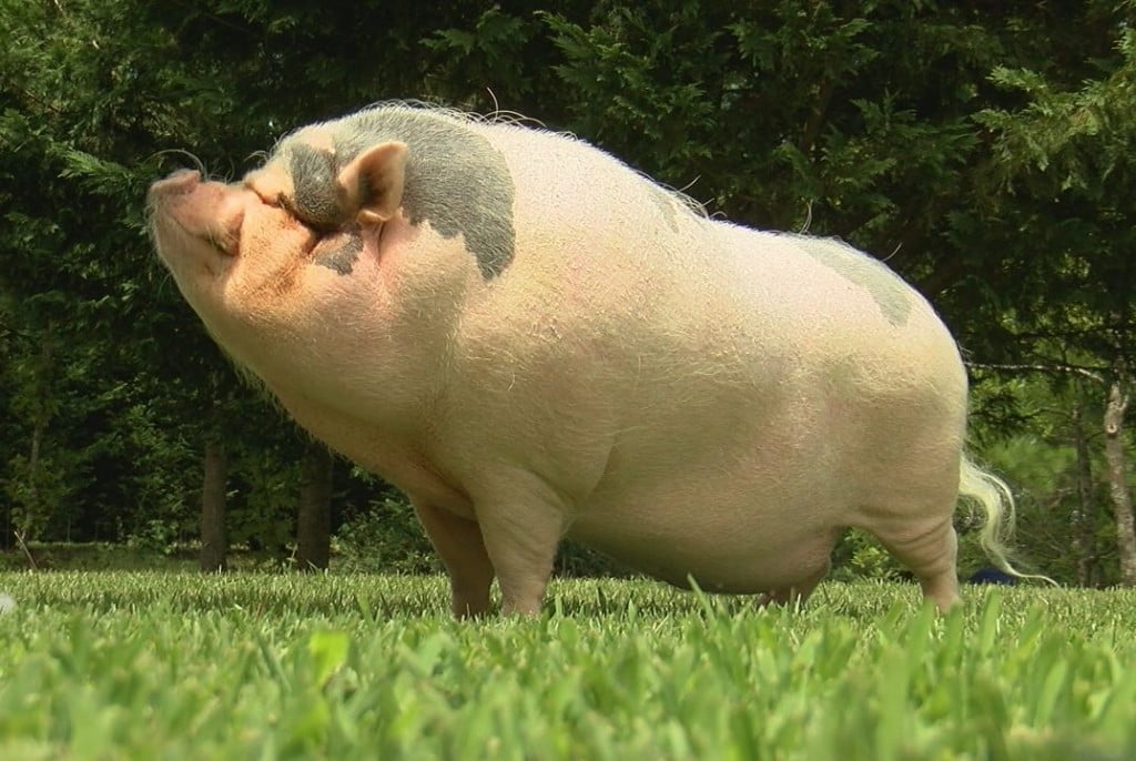 Porkchop enjoying a snack after learning he gets to stay in Carolina Shores.