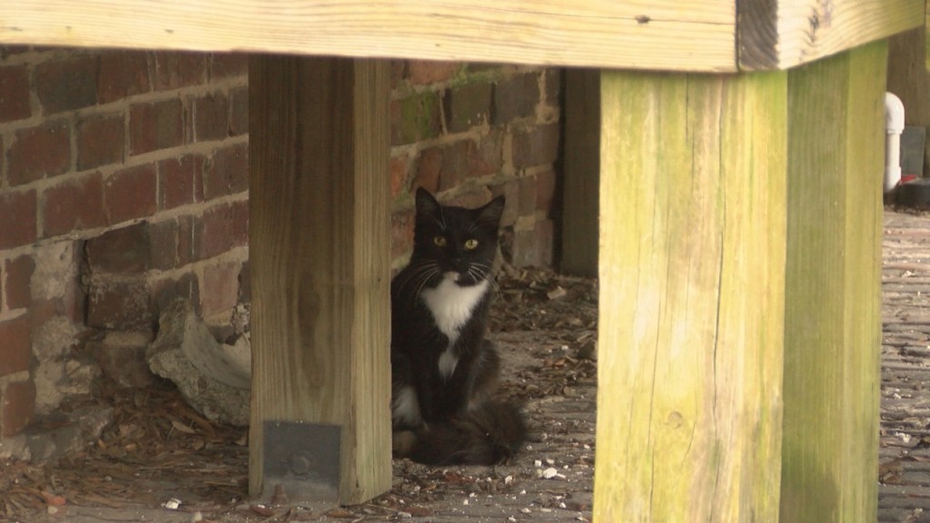 Construction in downtown Wilmington threatens the home of stray cats and forces them off the land. (Photo: Kylie Jones/WWAY)