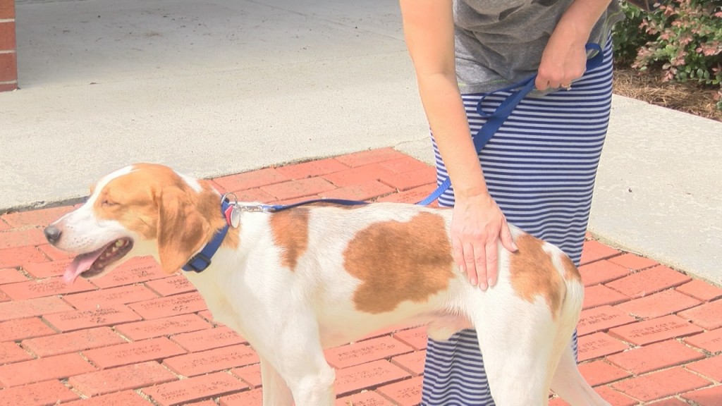 One dog finds a new home thanks to "Clear the Shelter" event Saturday.