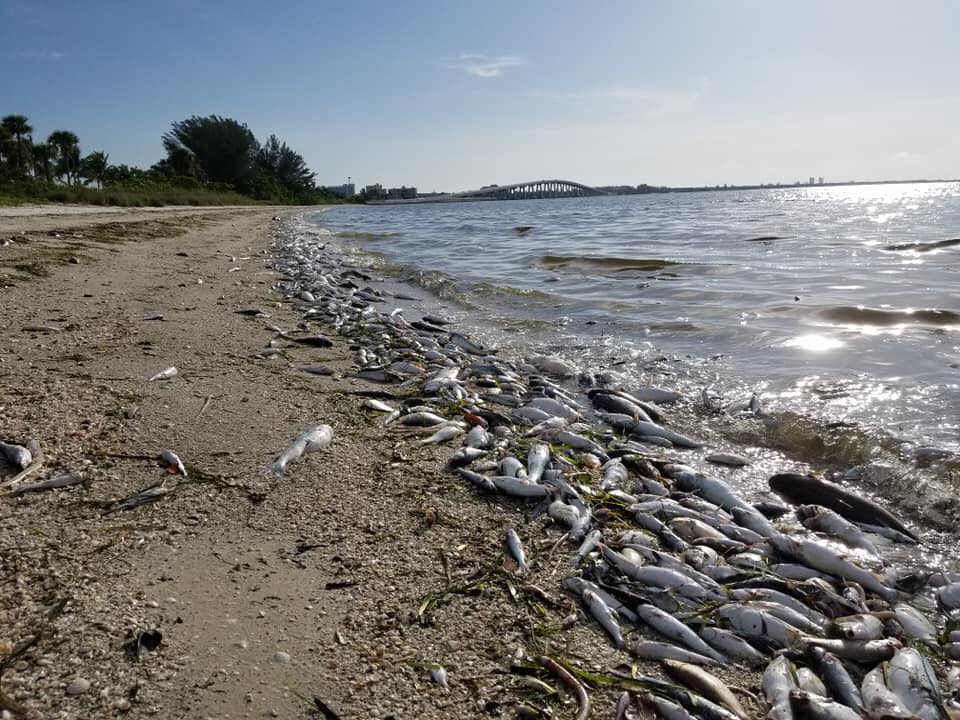 Dead fish, red tide, plague Florida tourists, beaches - WWAYTV3