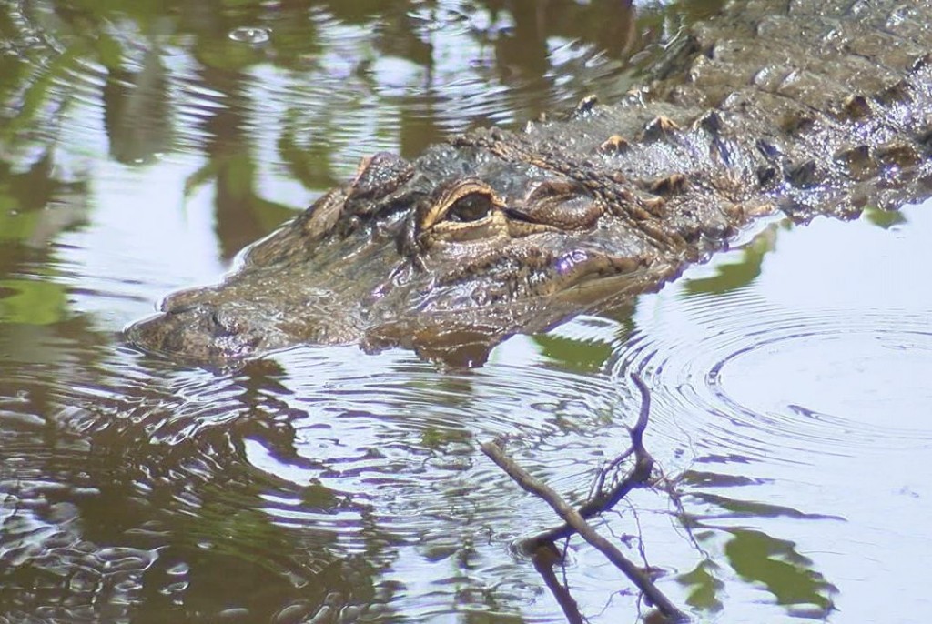 The alligators at the swamp park are rescues and are used for educational purposes.