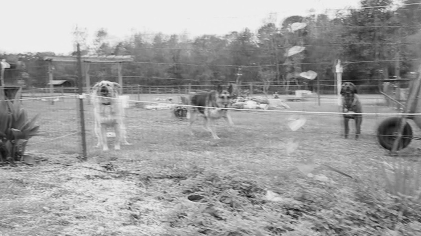 CAPE FEAR HISTORY & MYSTERIES The Beast of Bladenboro Part 1 & 2 WWAYTV3