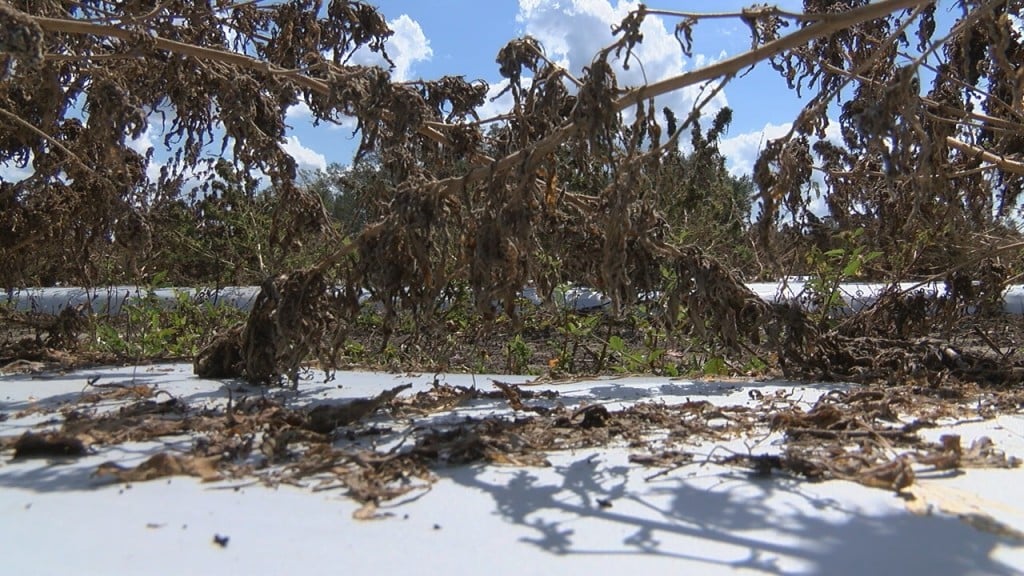 A hemp farmer in Bladen County lost everything after Hurricane Florence destroyed his crops. (Photo: Kylie Jones/WWAY)