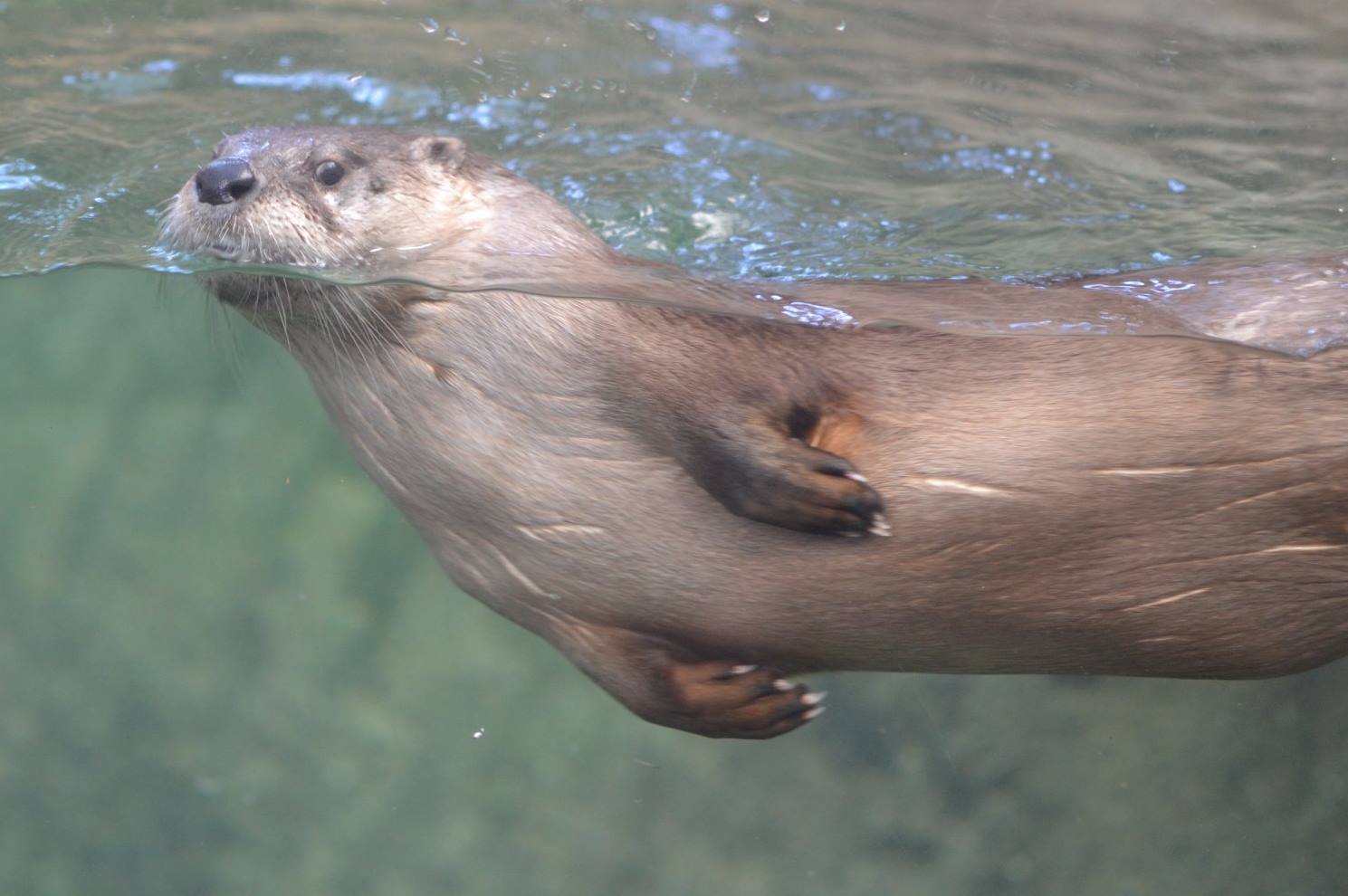 Make way! Otters coming to North Carolina Aquarium at Fort Fisher WWAYTV3