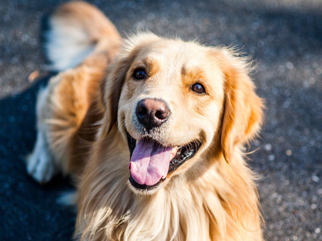 what can you feed your dog on thanksgiving