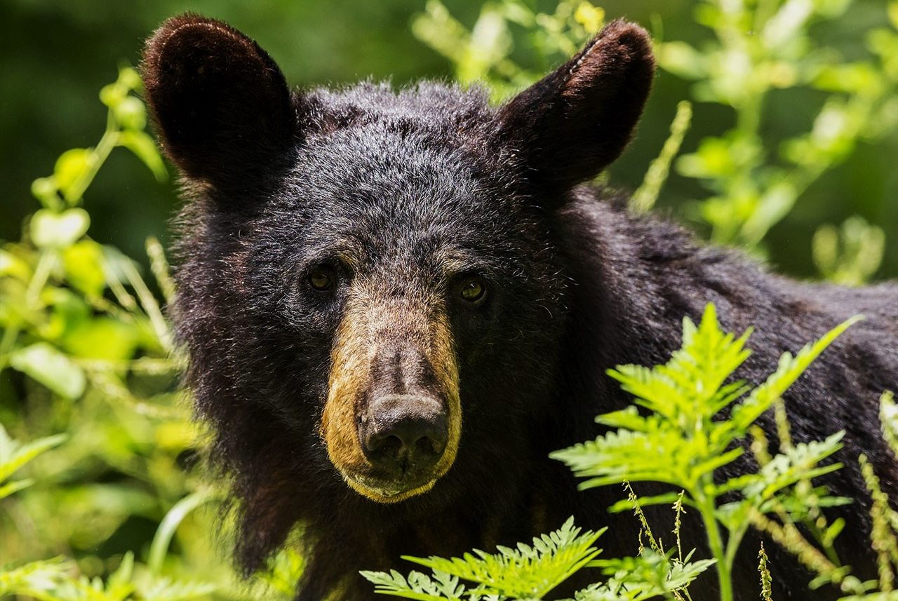 NC state park says it's been a very active black bear season WWAYTV3