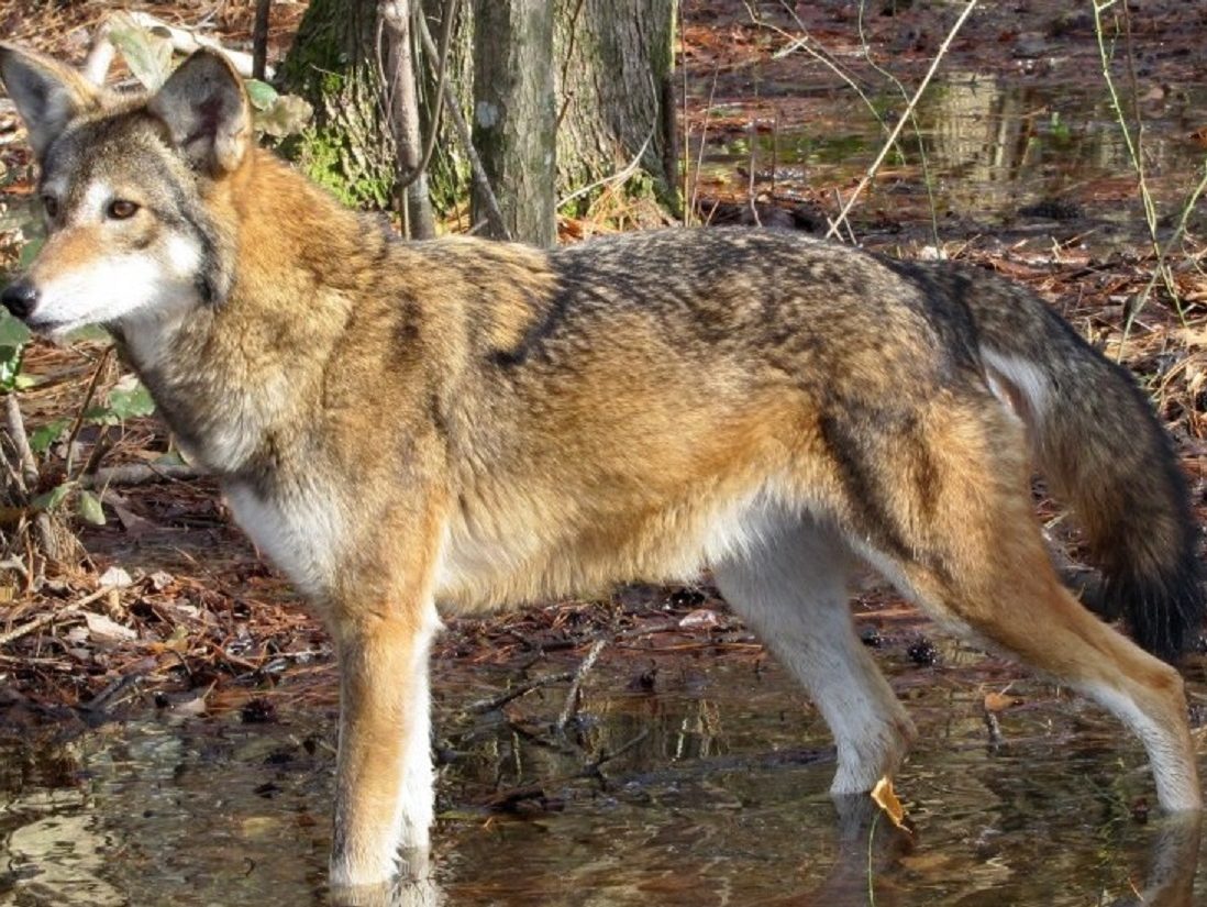 If you don't want Redwolves, would you be okay with Wolves?