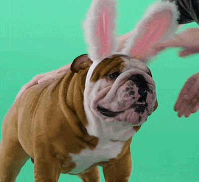 Henri the Bulldog getting makeup