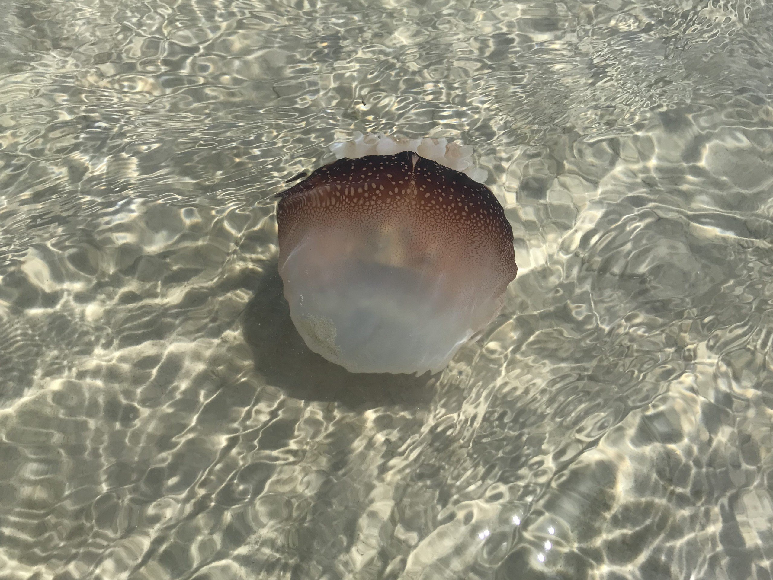 Winds and currents push jellyfish into NC coastal waters WWAYTV3
