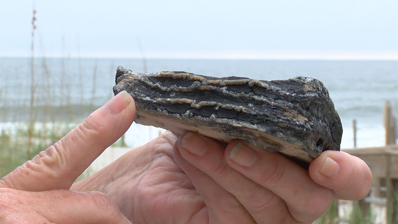 Woolly mammoth fossils uncovered on North Carolina beach WWAYTV3