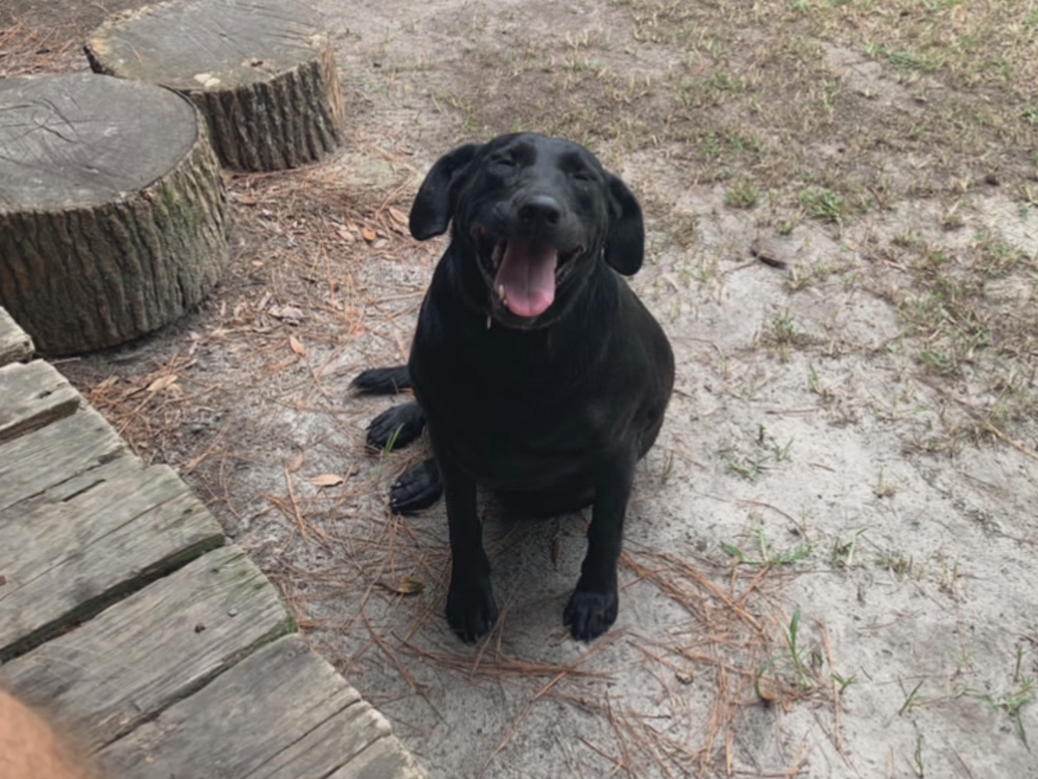 Man accused of shooting neighbor's dog, charged with animal cruelty ...