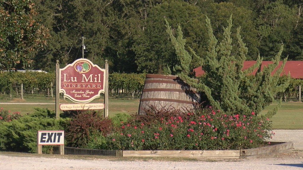 Galloway Farm, Home of Maze Craze