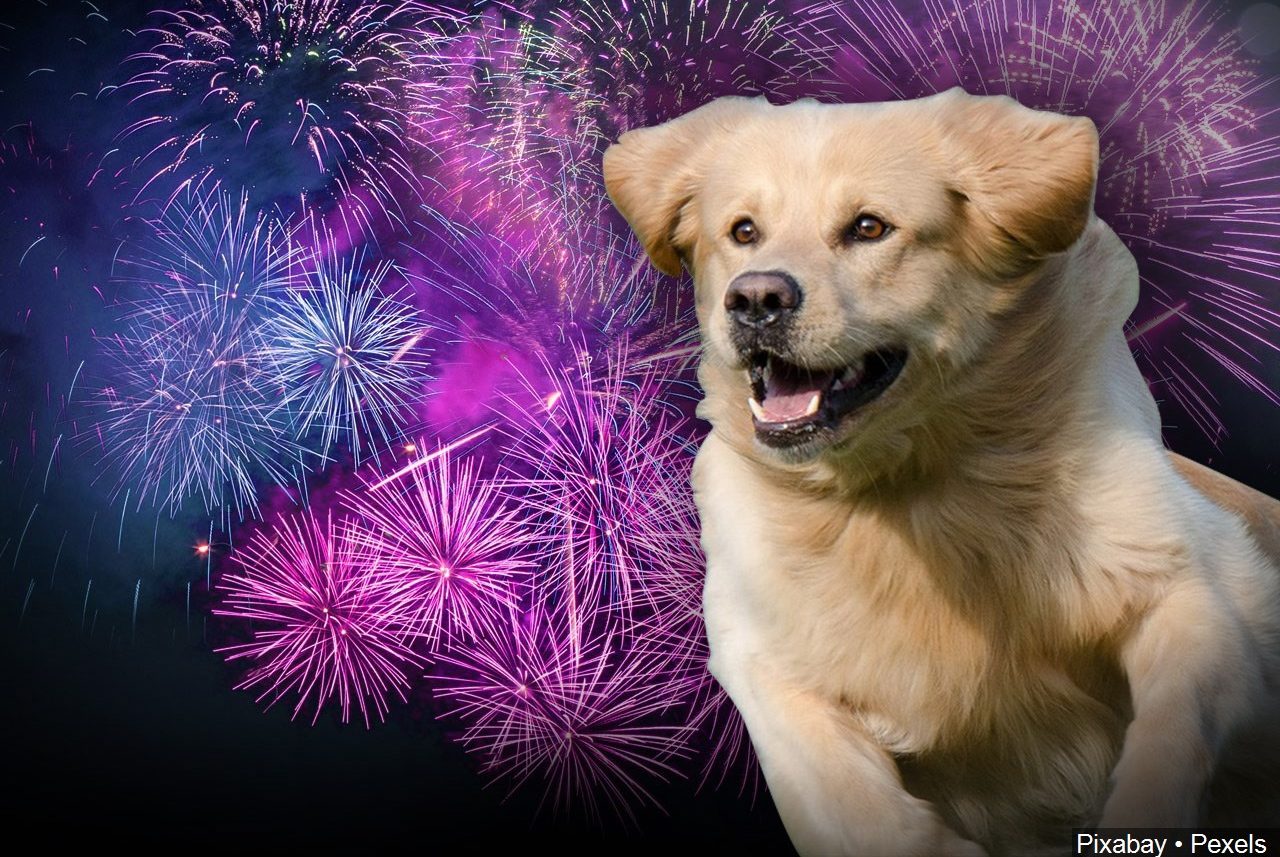 no-cost-ways-to-calm-an-anxious-pet-during-july-4th-fireworks-wwaytv3