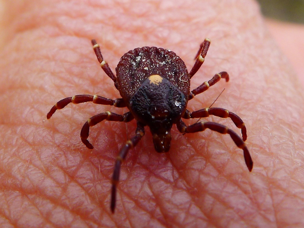 north-carolina-mild-winter-means-ticks-are-active-wwaytv3