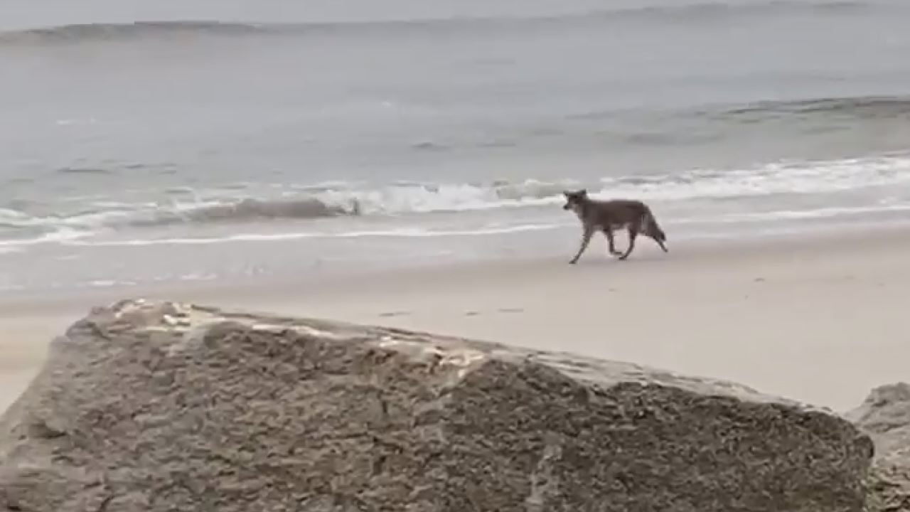 are dogs allowed on carolina beach