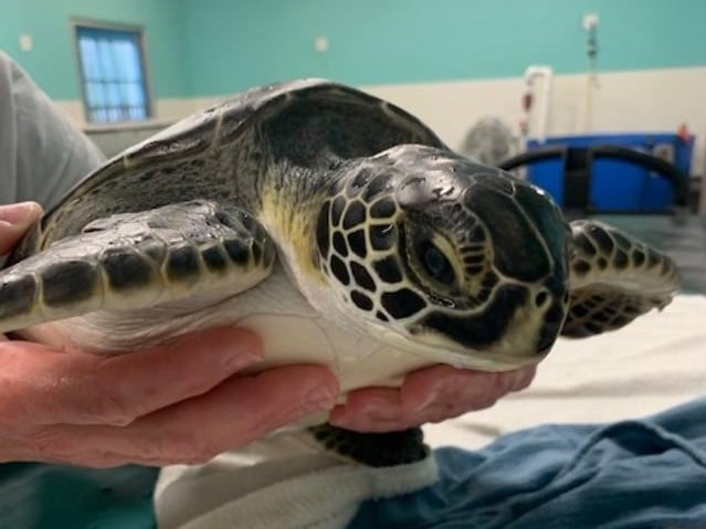 Karen Beasley Sea Turtle Rescue to receive $100,000 in American Rescue ...