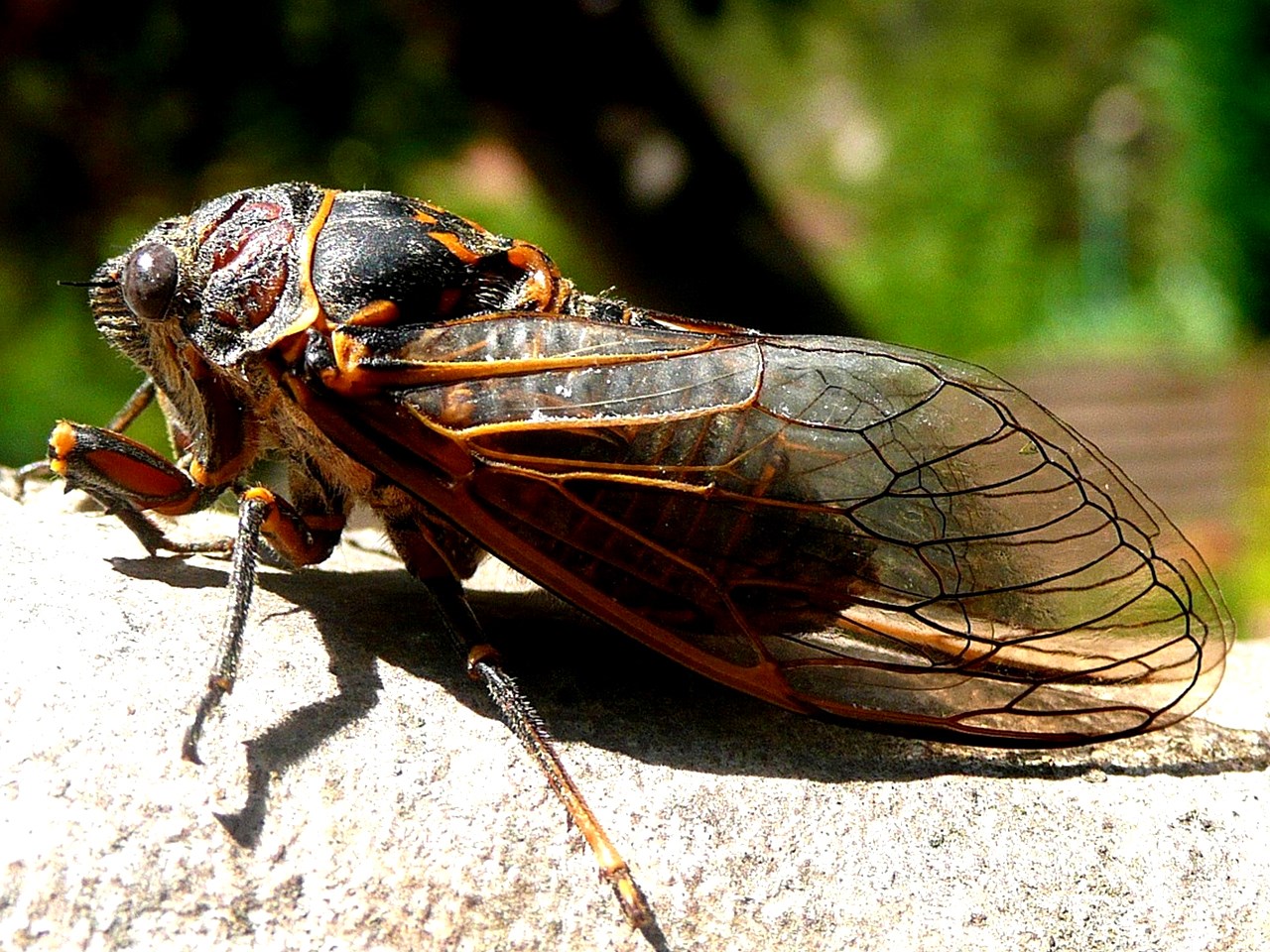 17year cicadas to emerge in North Carolina WWAYTV3