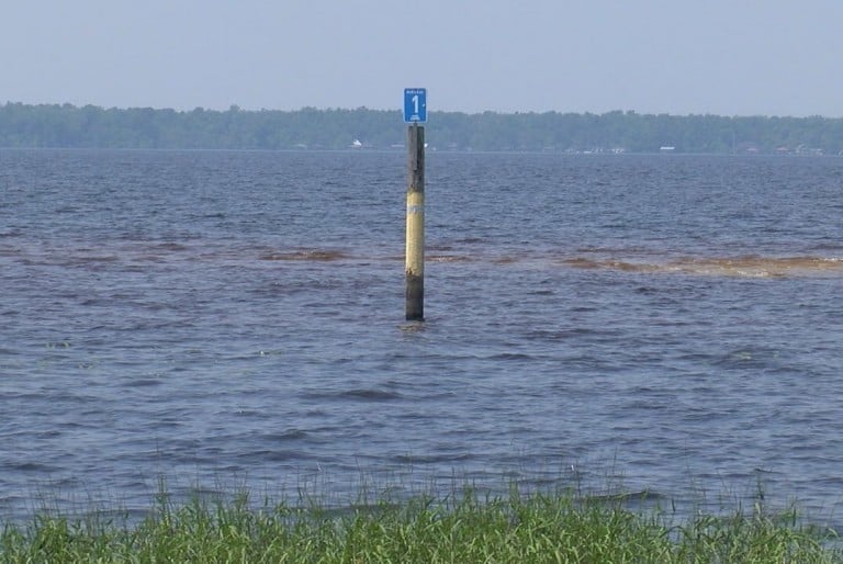 North Carolina Alligator Festival returning to Lake Waccamaw WWAYTV3