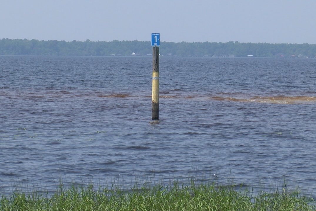 North Carolina Alligator Festival returning to Lake Waccamaw WWAYTV3