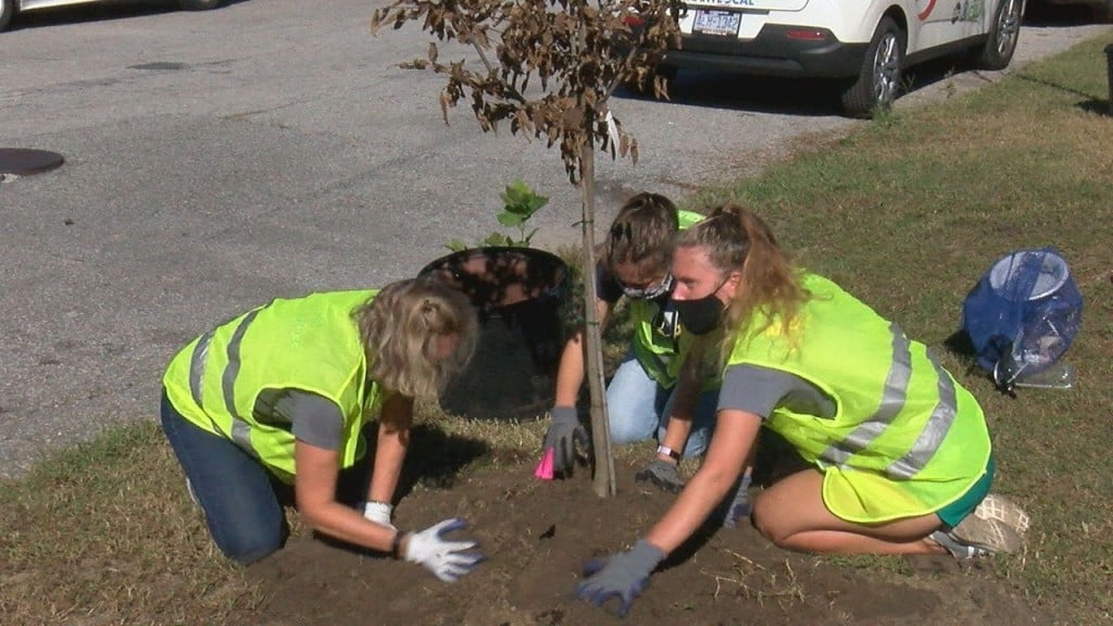 Tree planting