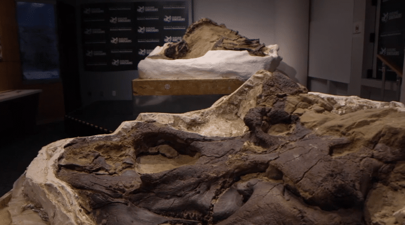 North Carolina Museum To Get Fossils Of 'dueling Dinosaurs' - WWAYTV3