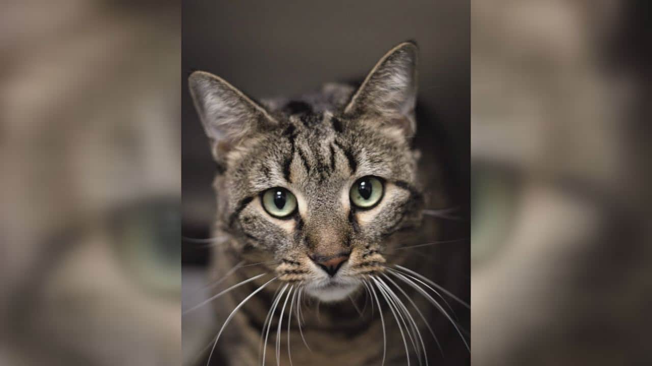 Pet Pals 4yearold Tabby cat is looking for a home WWAYTV3