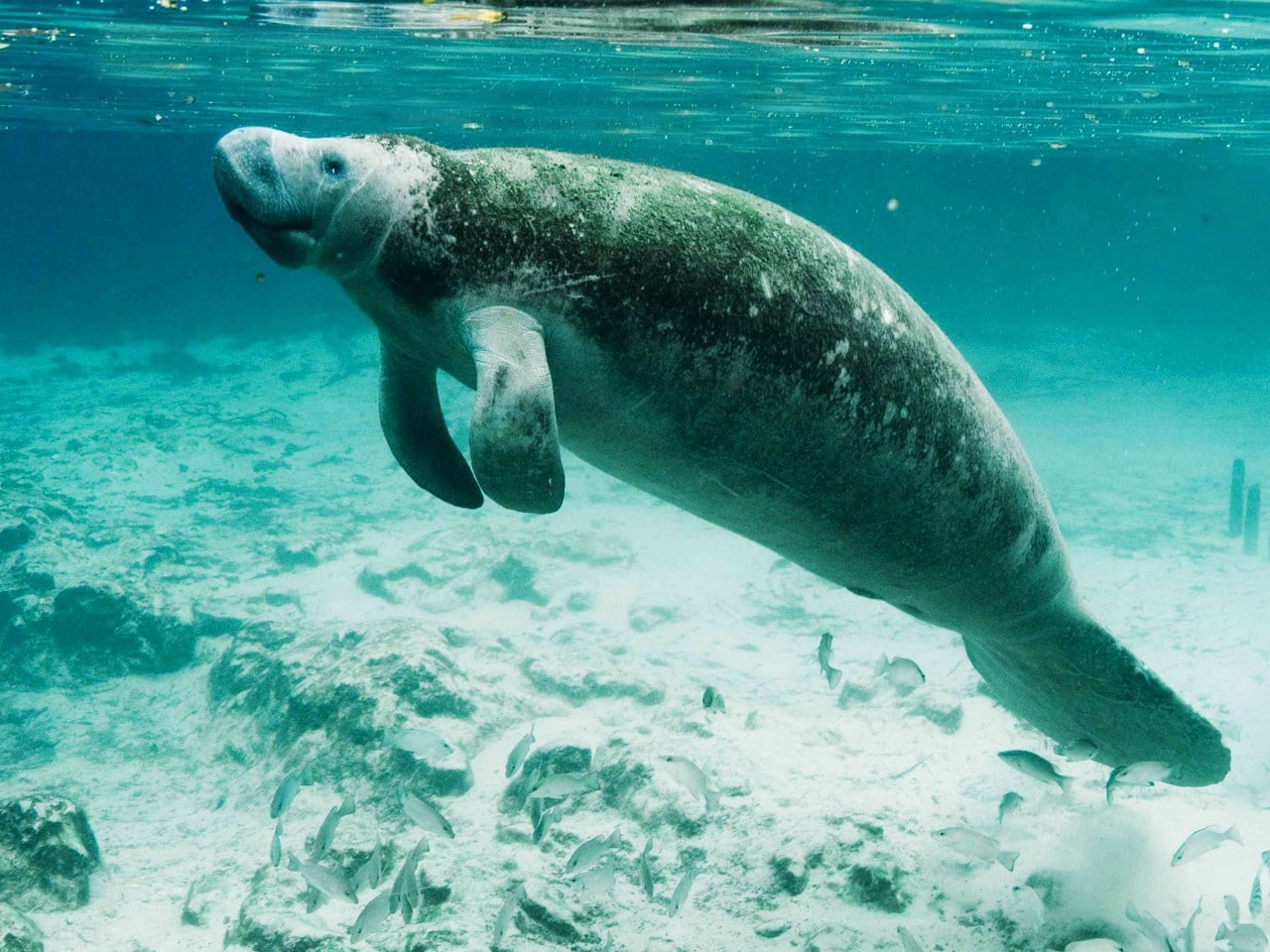 Officials: Manatee stranded on North Carolina beach dies - WWAYTV3