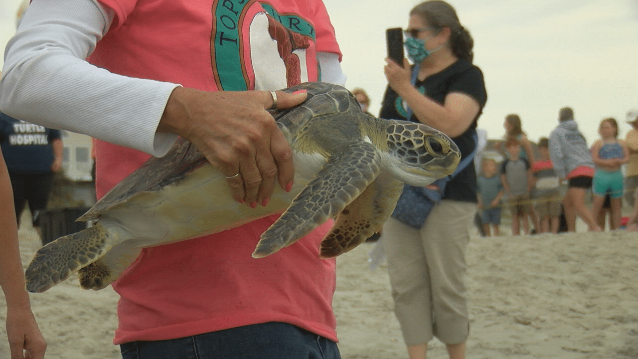 Seven rehabilitated sea turtles released in Ocean Isle Beach - WWAYTV3