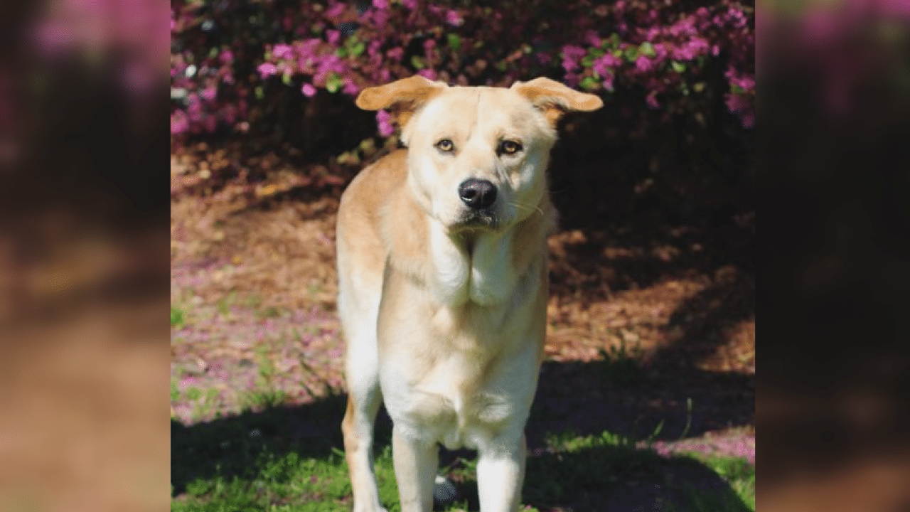Pet Pals 1yearold Yellow Lab is in need of a forever home WWAYTV3