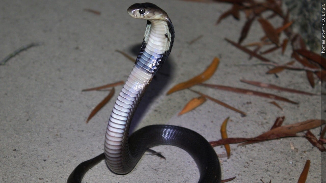 Venomous pet snake, a zebra cobra, on the loose after escaping home in  Raleigh - ABC11 Raleigh-Durham