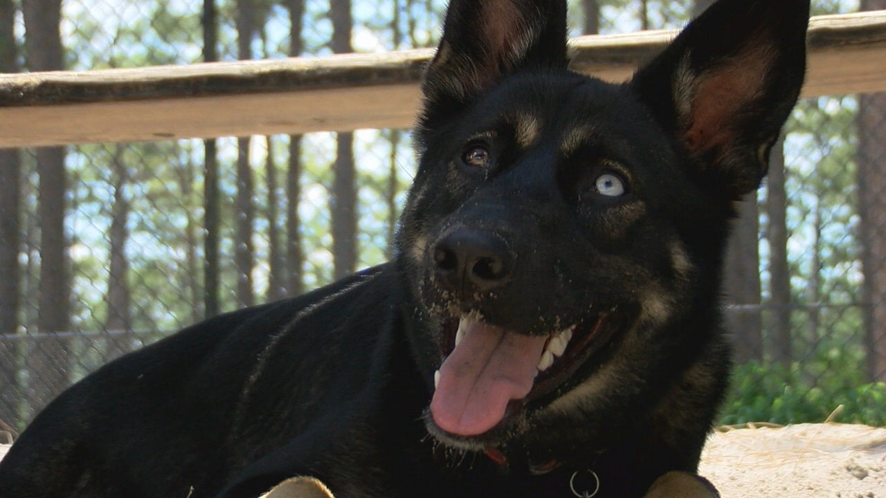 Crews on lookout for pets in Florida condo building collapse - WWAYTV3
